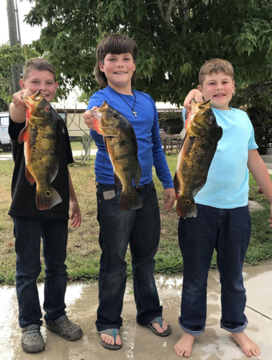 Family friendly Peacock Bass fishing trip in Florida produces multiple fish