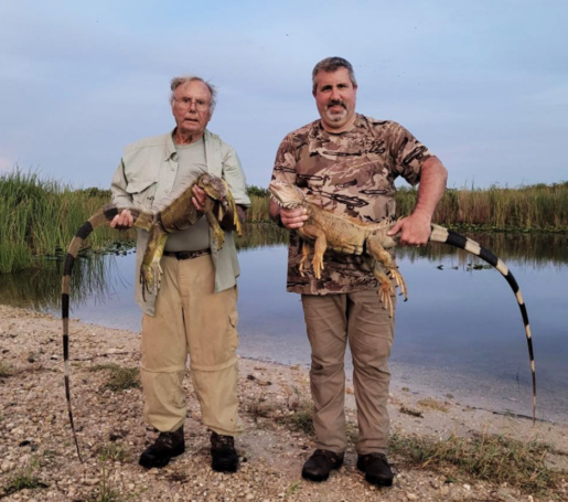 Iguana Hunting Trip in South Florida produces Huge Iguanas