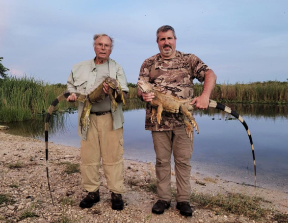 Iguana Hunting Trip in South Florida produces Huge Iguanas