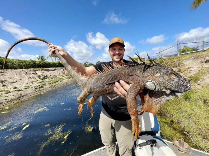 Iguana hunting trip produces huge stud iguana
