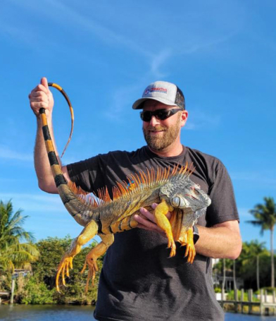 Large Stud Male Iguana from a Great Iguana Hunting Trip in Florida