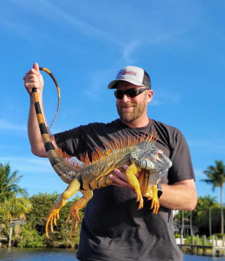 Large Stud Male Iguana from a Great Iguana Hunting Trip in Florida