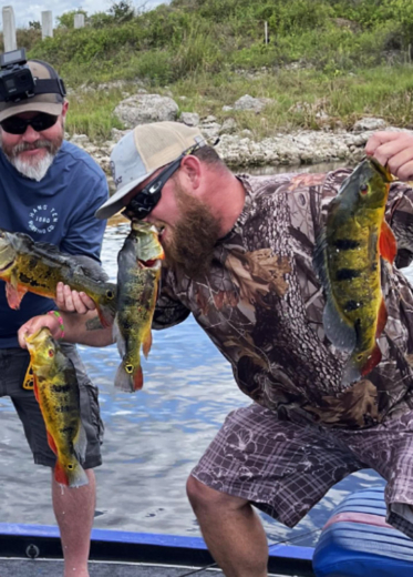 Multiple Peacock Bass caught at the same time on a Fishing Trip in South Florida