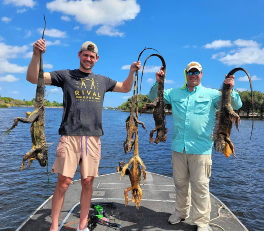 Our Iguana Hunting Trips are Guaranteed to Produce Amazing Results
