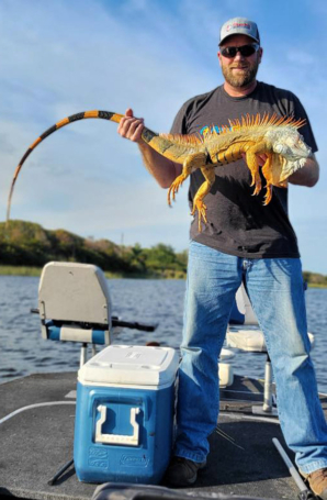 Stud Male Iguana taken from a successful Iguana Hunting Trip in Florida
