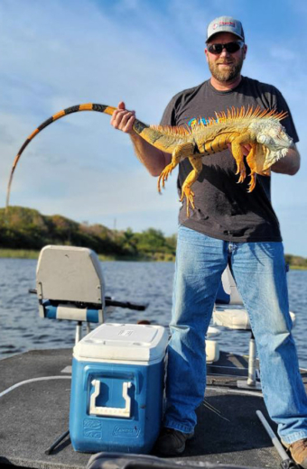 Stud Male Iguana taken from a successful Iguana Hunting Trip in Florida