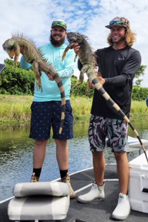 Two Stud Iguanas taken during a successful Iguana Hunting trip in South Florida
