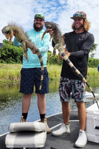 Two Stud Iguanas taken during a successful Iguana Hunting trip in South Florida