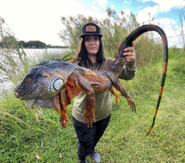 Woman kills trophy stud Iguana while Iguana hunting in South Florida