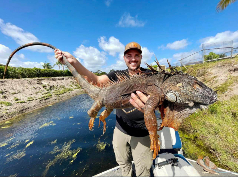 Iguana Hunting in Florida Top Guided Iguana Hunts