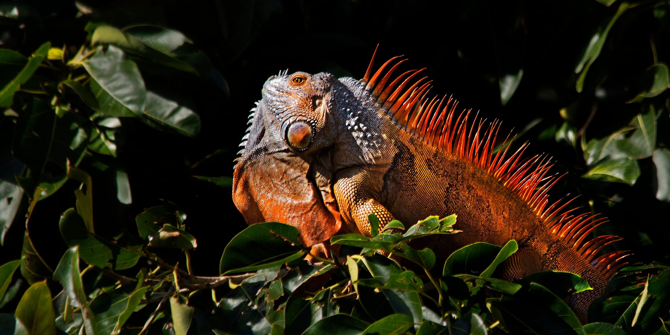 Can you Hunt Iguanas in Florida? All You Need to Know