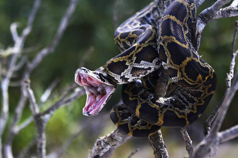 Python-hunting-5 (1) | South Florida Fishing And Hunting