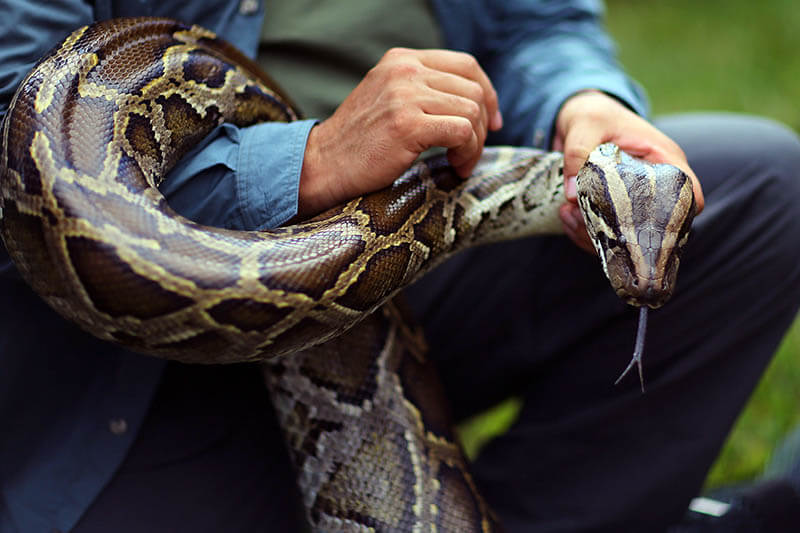 Python-hunting-7 (1) | South Florida Fishing And Hunting