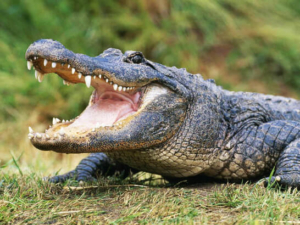 Alligator vs crocodile