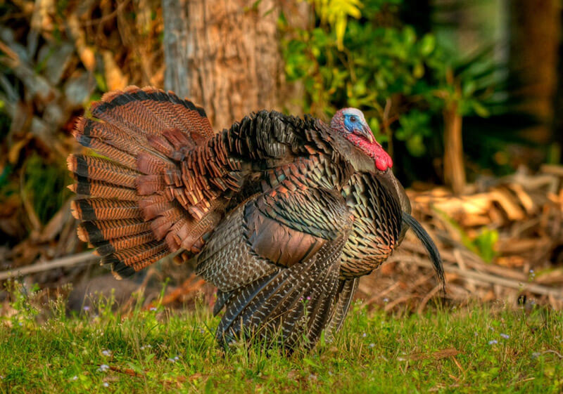 Florida Osceola Turkey Hunts