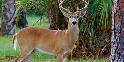 whitetail-deer-hunting-south-florida-hunting-and-fishing-outfitters-okeechobee-florida (1) Florida deer hunting season