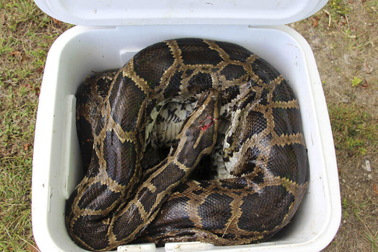 Python Hunting Trips in Florida - Guided Python Hunts
