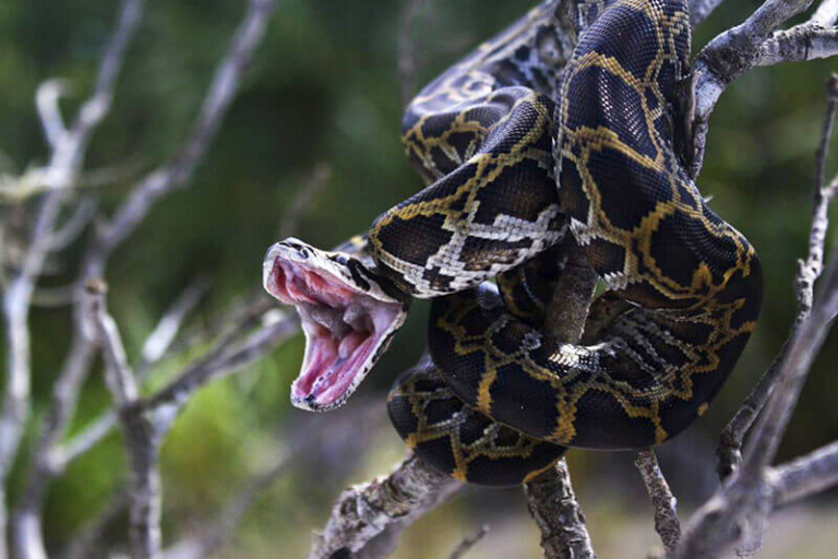 Python Hunting Trips in Florida - Guided Python Hunts