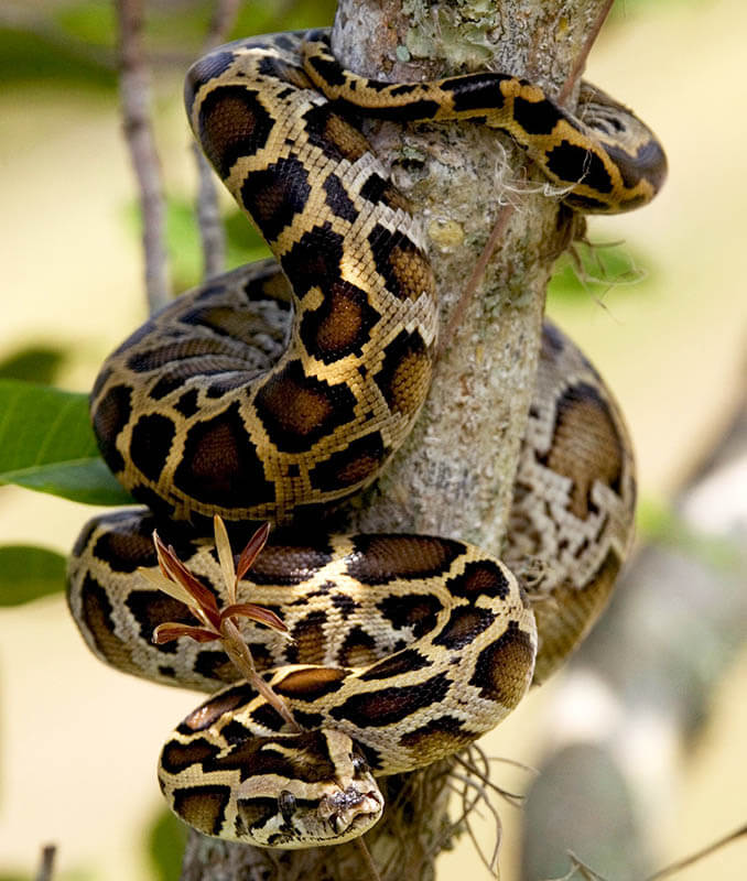 python hunting in Florida