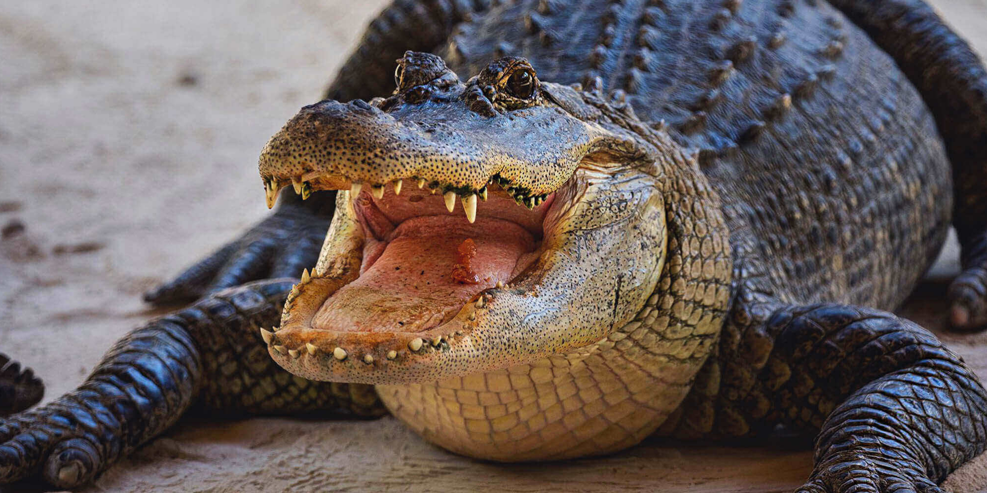 gator-hunting-bg