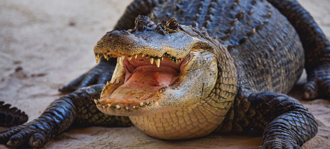 gator-hunting-bg