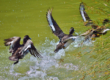 Florida duck season
