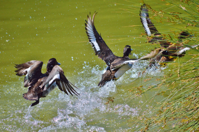 Duck hunting season Florida duck season