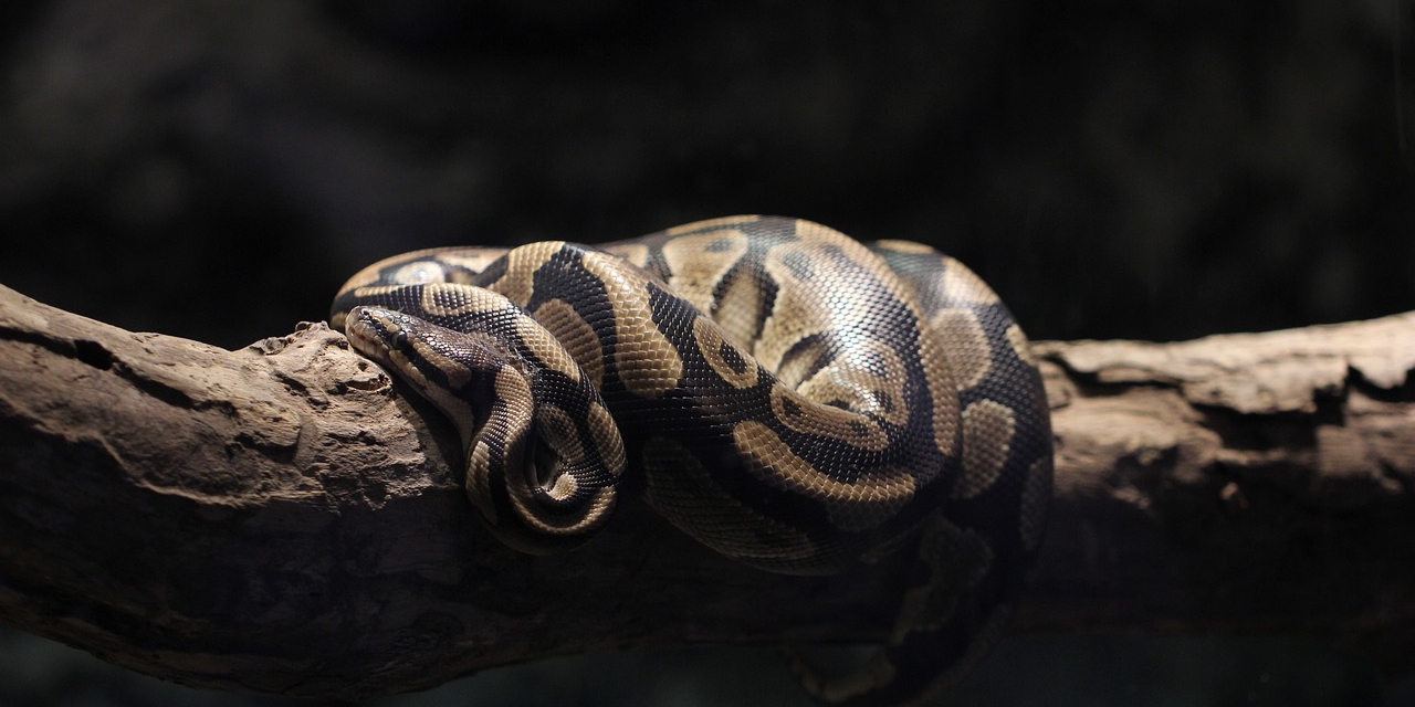 How to Hunt Pythons in Florida - Bounty Rules & Seasons