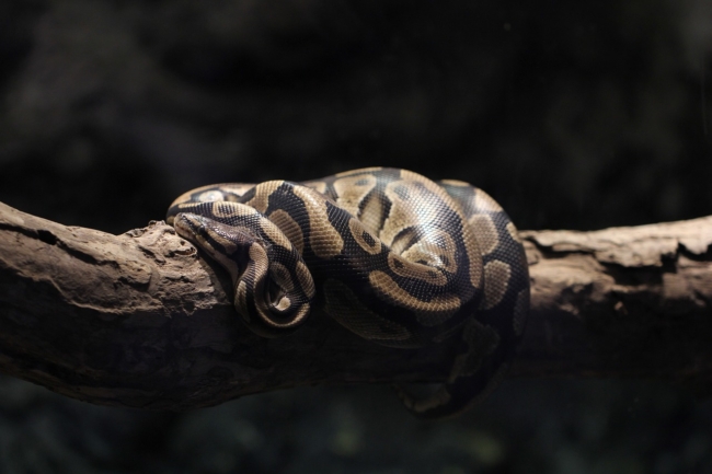 Florida pythons How to hunt Pythons in Florida