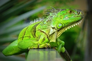 Why are iguana bad for Florida?