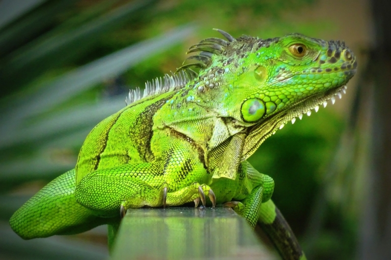 Can you Hunt Iguanas in Florida? All You Need to Know