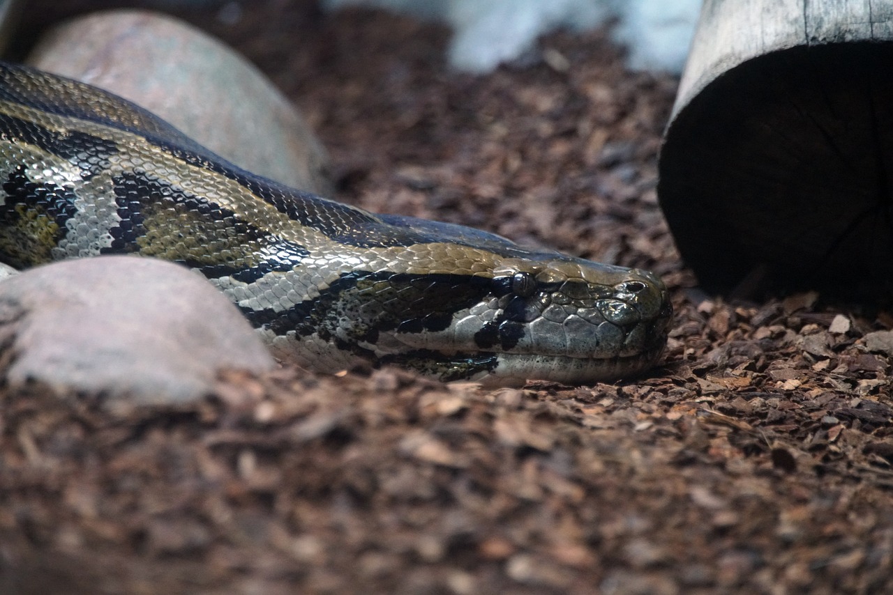 How to Hunt Pythons in Florida - Bounty Rules & Seasons