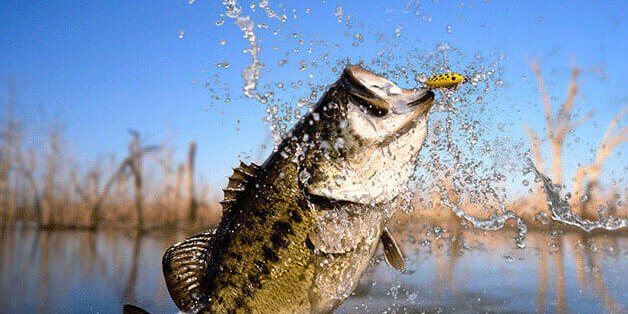 Peacock Bass fishing Peacock bass in Florida