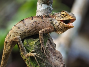 Facts about iguanas